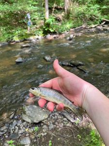 Brown Trout
