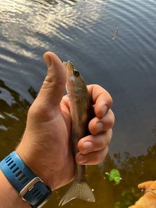 Zander