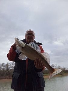 Zander