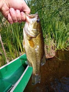 Largemouth Bass