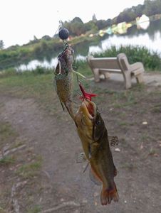 Black Bullhead