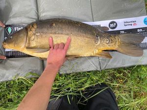 Leather Carp