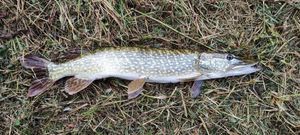 Northern Pike