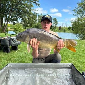 Mirror Carp