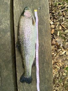 Rainbow Trout