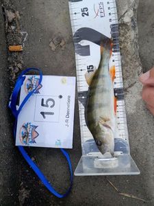European Perch