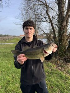 Largemouth Bass
