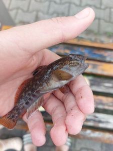 Giant Goby