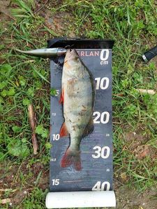 European Perch
