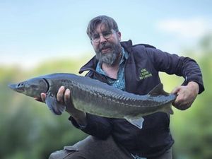 Sturgeon