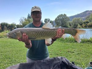 Grass Carp