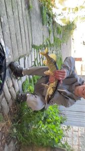 Pike Characin