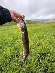 Northern Pike