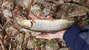 Brown Trout