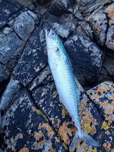 Mackerel