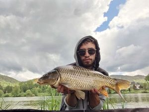 Common Carp