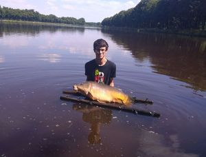 Mirror Carp
