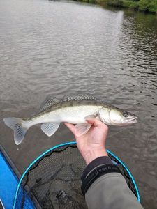 Zander