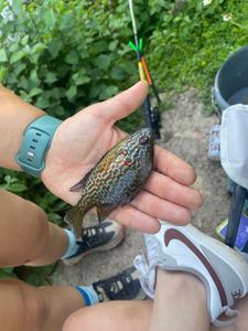 Green Sunfish