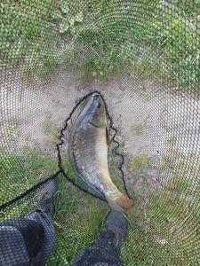Mirror Carp