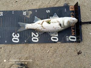European Bass (Seabass)