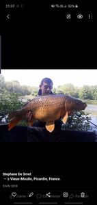 Common Carp