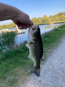 Largemouth Bass