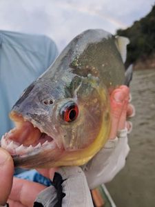 Black Piranha