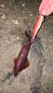 European Squid