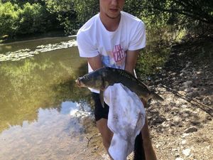Mirror Carp