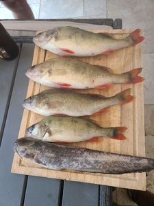 European Perch