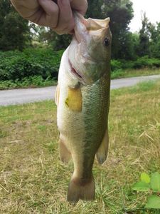 Largemouth Bass