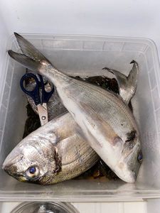 Gilthead Seabream