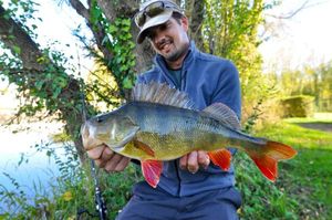 European Perch