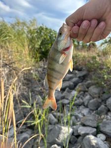 European Perch