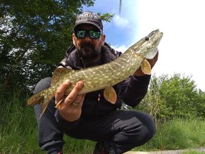 Northern Pike