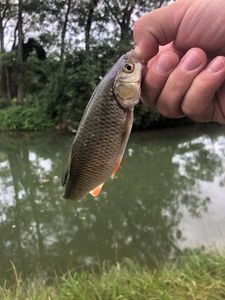 Chub