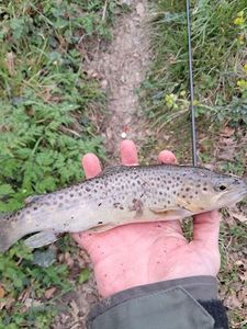 Brown Trout