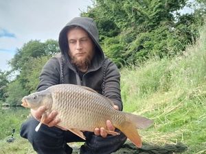 Common Carp
