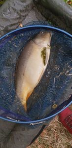 Leather Carp