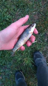 Brown Trout