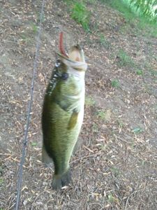 Largemouth Bass