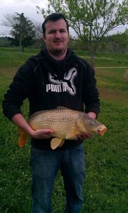 Common Carp