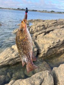 Ballan Wrasse