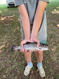 Rainbow Trout