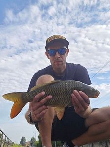 Common Carp