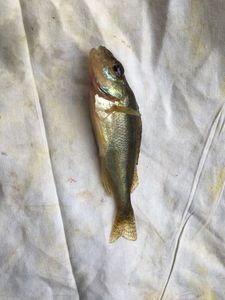 European Eel (Common Eel)