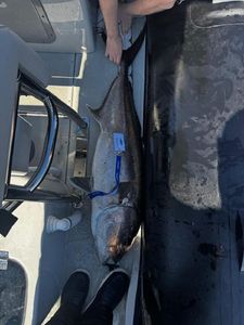 Greater Amberjack