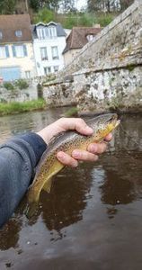 Brown Trout