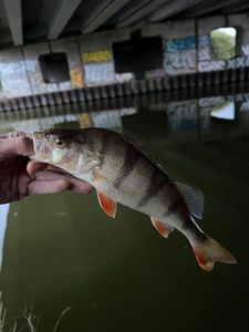 European Perch